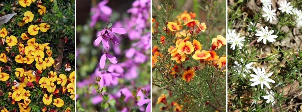 IPBG Open Slide Jan 2026